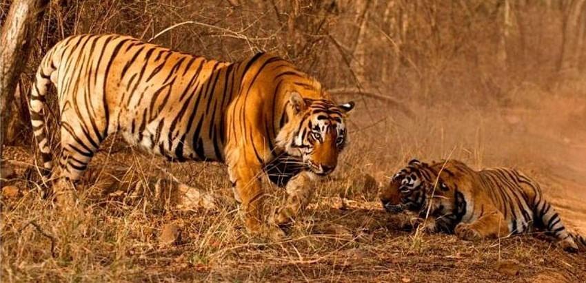 चितवन र पर्सा राष्ट्रिय निकुञ्जमा बाघका आहार प्रजातिको सर्वेक्षण सम्पन्न